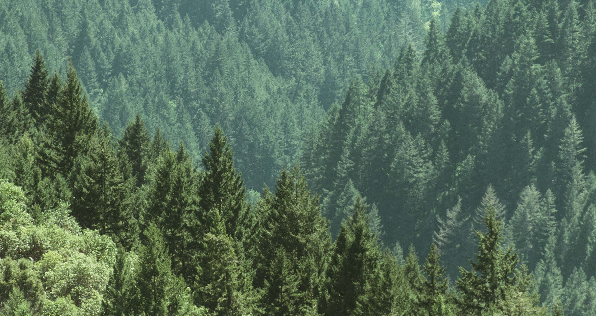 Confor urges next Scottish Government to back homegrown timber – Timber ...